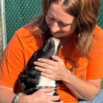 German Shepherd Dog and Mixed Breed Dogs Available for Adoption in Nashville, Indiana - Willow | PetCurious