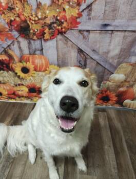 Marley -  Mixed Breed Dog for Adoption in Oconto, Wisconsin - Marley | PetCurious
