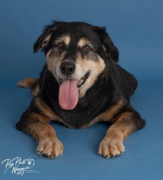 BUDDY 6 -  Australian Shepherd Dog for Adoption in Broken Arrow, Oklahoma - BUDDY 6 | PetCurious