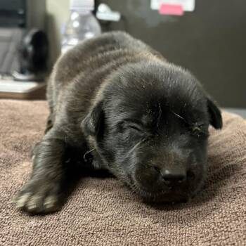 Cheeto -  Husky Dog for Adoption in Yuma, Arizona - Cheeto | PetCurious