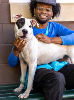 Isabella- IN FOSTER -  Mixed Breed Dog for Adoption in Chamblee, Georgia - Isabella- IN FOSTER | PetCurious