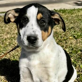 Husky and Cattle Dog Dogs Available for Adoption - Leni | PetCurious