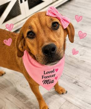 Black Mouth Cur Dogs Available for Adoption in Shepherd, Texas - Magic Mia  | PetCurious