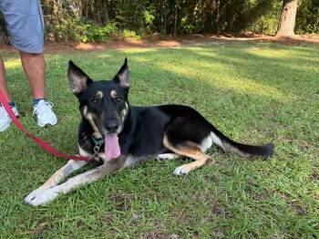 Rescue German Shepherd Dog Dogs for Adoption in Ridgeland, South Carolina - Dee Dee | PetCurious