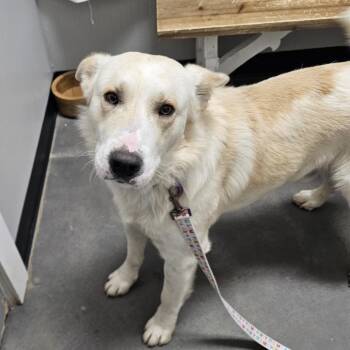 Golden Retriever Dogs Available for Adoption - King | PetCurious