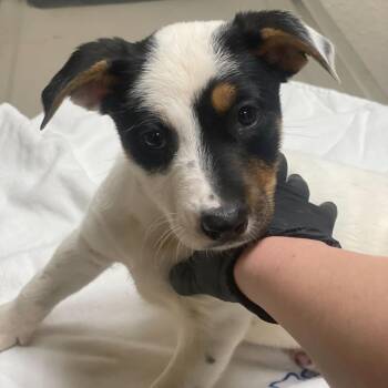 Cattle Dog and Mixed Breed Dogs Available for Adoption - Stormy | PetCurious