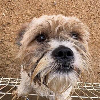 Mixed Breed Dogs Available for Adoption in Bentonville, Arkansas - Gus | PetCurious