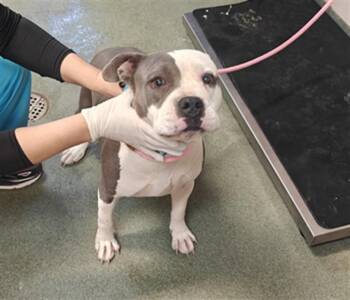 A176392 -  Mixed Breed Dog for Adoption in Santa Fe, New Mexico - A176392 | PetCurious