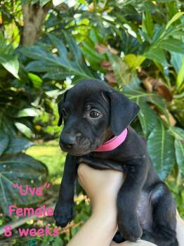 Uva -  Labrador Retriever Dog for Adoption in Ringwood, New Jersey - Uva | PetCurious