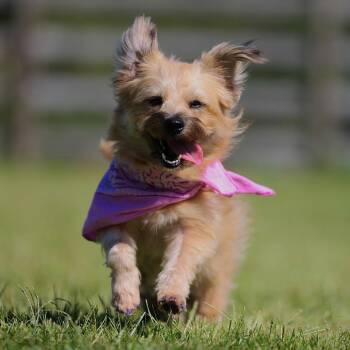 Pumpkin -  Cairn Terrier and Yorkshire Terrier Dog for Adoption in Potomac, Maryland - Pumpkin | PetCurious