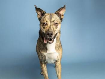 BUDDY -  Dutch Shepherd and Husky Dog for Adoption in Phoenix, Arizona - BUDDY | PetCurious