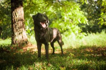 Rescue Border Collie and Mixed Breed Dogs for Adoption in Gradyville, Kentucky - Dakota | PetCurious