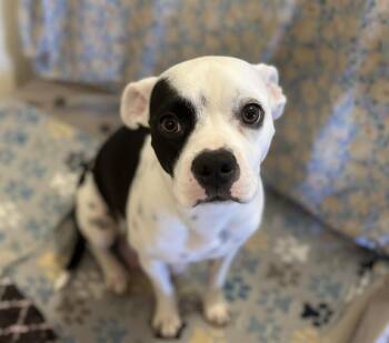Rescue American Bulldog Dogs for Adoption in Palm Springs, Florida - Meli | PetCurious