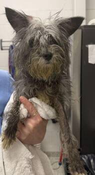 Agatha -  Mixed Breed Dog for Adoption in Kansas City, Missouri - Agatha | PetCurious