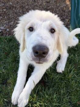 Pinky -  Great Pyrenees Dog for Adoption in Novato, California - Pinky | PetCurious