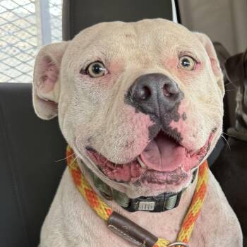 Sanford -  American Bulldog Dog for Adoption in Jacksonville, Arkansas - Sanford | PetCurious