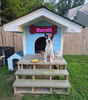 Bandit -  Australian Cattle Dog Blue Heeler and Border Collie Dog for Adoption in Hampton, Virginia - Bandit | PetCurious