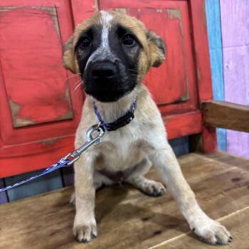 Mixed Breed Dogs Available for Adoption in Midland, Texas - FWT Caramel | PetCurious