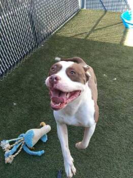 Hawk -  Mixed Breed Dog for Adoption in Lafayette, Indiana - Hawk | PetCurious