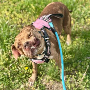 Mixed Breed Dogs Available for Adoption in St. Peters, Missouri - Reesie | PetCurious