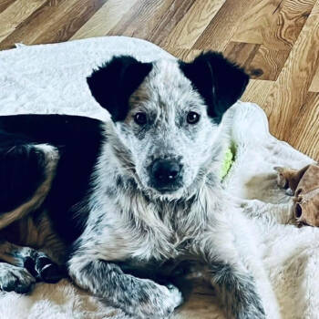 Rescue Mixed Breed Dogs for Adoption in Buffalo, Minnesota - Mikey | PetCurious