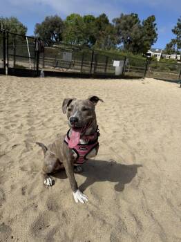 American Staffordshire Terrier and Pit Bull Terrier Dogs Available for Adoption - Mia | PetCurious