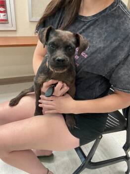 Cortessa -  Mixed Breed Dog Available for Adoption in Hobbs, New Mexico - Cortessa | PetCurious