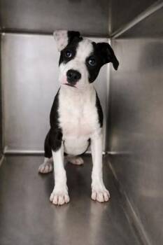 Great Dane and Mixed Breed Dogs Available for Adoption in Morton Grove, Illinois - Adonis | PetCurious