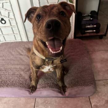 Stevie -  Plott Hound and German Shepherd Dog Dog for Adoption in Humble, Texas - Stevie | PetCurious
