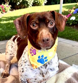 Dachshund Dogs Available for Adoption in Perry, Iowa - Toro | PetCurious