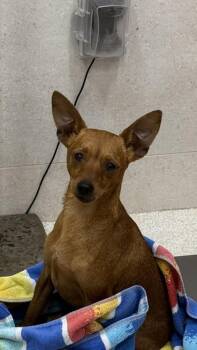 Chance -  Chihuahua and Mixed Breed Dog for Adoption in Honolulu, Hawaii - Chance | PetCurious