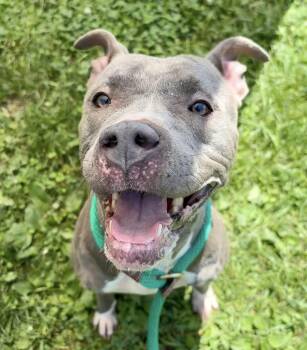 Plume -  Pit Bull Terrier Dog for Adoption in Chicago, Illinois - Plume | PetCurious