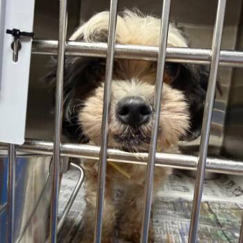Mulan 22421 -  Shih Tzu and Mixed Breed Dog for Adoption in Cumming, Georgia - Mulan 22421 | PetCurious
