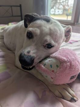 Shelby -  Pit Bull Terrier Dog for Adoption in Zuni, Virginia - Shelby | PetCurious