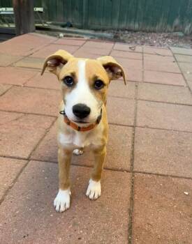 Bernie -  Labrador Retriever Dog for Adoption in Parker, Colorado - Bernie | PetCurious