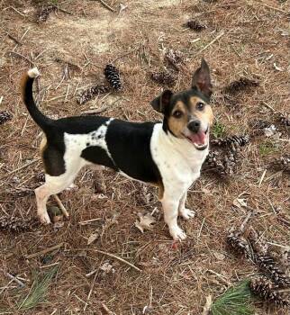 Jack Russell Terrier and Rat Terrier Dogs Available for Adoption in Waterloo, Illinois - Sprocket | PetCurious