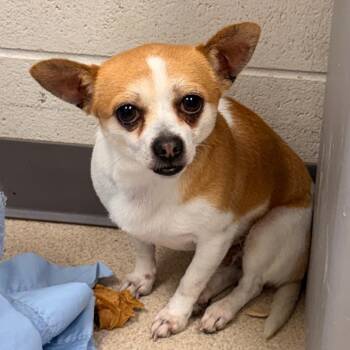 Rowan -  Chihuahua Dog for Adoption in Evansville, Indiana - Rowan | PetCurious