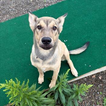 Coyote -  Shepherd and Mixed Breed Dog for Adoption in Binghamton, New York - Coyote | PetCurious
