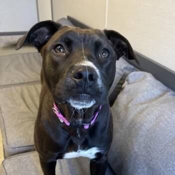 Callie -  Mixed Breed Dog for Adoption in Lansing, Michigan - Callie | PetCurious