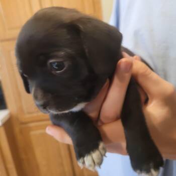 Chihuahua and Pug Dogs Available for Adoption - Tootie | PetCurious