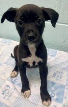 JESSICA -  Rat Terrier and Pit Bull Terrier Dog for Adoption in Tulsa, Oklahoma - JESSICA | PetCurious