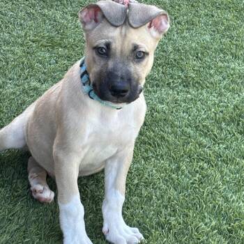 Tucker -  Shepherd Dog for Adoption in San Antonio, Texas - Tucker | PetCurious
