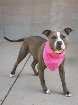 Lulu -  Mixed Breed Dog for Adoption in Longmont, Colorado - Lulu | PetCurious