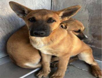 German Shepherd Dog and Australian Cattle Dog Blue Heeler Dogs Available for Adoption - Romance | PetCurious