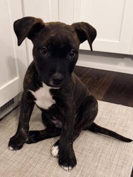 Pit Bull Terrier Dogs Available for Adoption - Richard | PetCurious