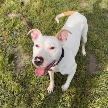 AKASHA -  Pit Bull Terrier Dog for Adoption in Barnstable, Massachusetts - AKASHA | PetCurious