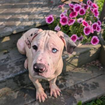 Tequila -  Mixed Breed Dog for Adoption in Dekalb, Illinois - Tequila | PetCurious