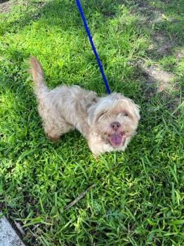 Rescue Havanese Dogs for Adoption in Doral, Florida - LADY | PetCurious