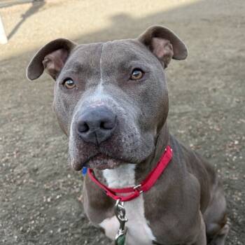 Rescue Pit Bull Terrier Dogs for Adoption in Golden, Colorado - Flora | PetCurious