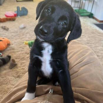 Labrador Retriever Dogs Available for Adoption - Phoebe | PetCurious
